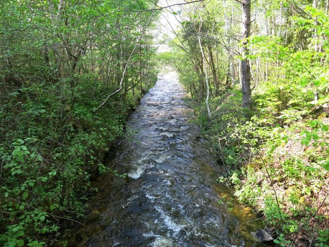 Maakond: Saaremaa Veekogu nimi: Kaanda jõgi Pildistamise aeg: 27. mai 2013 Pildistaja: H. Timm Pildistamise koht: allpool Kooru järve Asimuut: