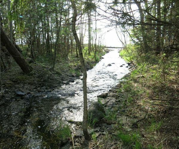 Maakond: Saaremaa Veekogu nimi: Kaanda jõgi Pildistamise aeg: 22. mai 2014 Pildistaja: H. Timm Pildistamise koht: suue Asimuut: