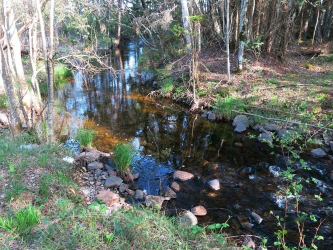 Maakond: Saaremaa Veekogu nimi: Kaanda jõgi Pildistamise aeg: 22. mai 2014 Pildistaja: H. Timm Pildistamise koht: enne suuet Asimuut: