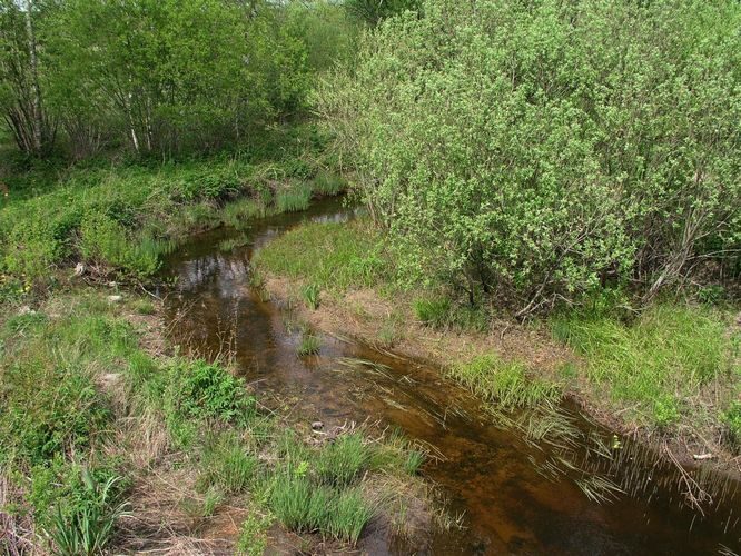 Maakond: Saaremaa Veekogu nimi: Kaarma oja Pildistamise aeg: 14. mai 2008 Pildistaja: H. Timm Pildistamise koht: teadmata Asimuut: