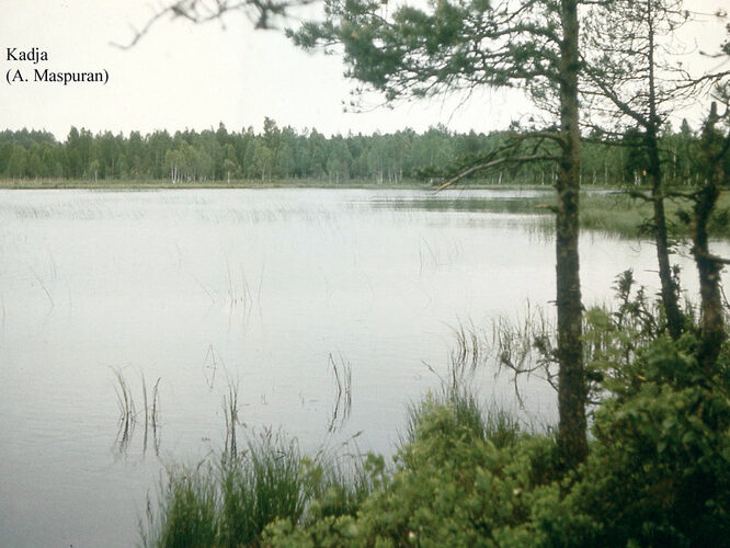 Maakond: Raplamaa Veekogu nimi: Kadja järv Pildistamise aeg: teadmata Pildistaja: A. Maspuran Pildistamise koht: teadmata Asimuut: