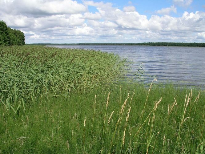 Maakond: Jõgevamaa Veekogu nimi: Kaiavere järv Pildistamise aeg: 20. juuli 2007 Pildistaja: H. Timm Pildistamise koht: kollase talu juurest Asimuut: