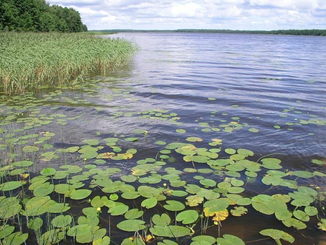 Maakond: Jõgevamaa Veekogu nimi: Kaiavere järv Pildistamise aeg: 20. juuli 2007 Pildistaja: H. Timm Pildistamise koht: kollase talu juurest Asimuut: