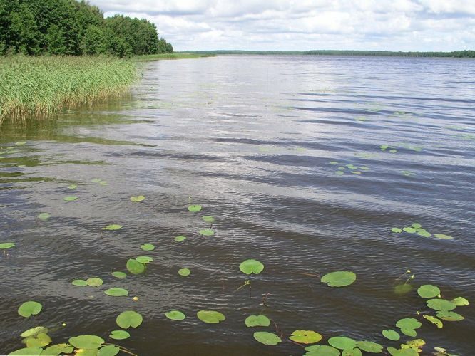 Maakond: Jõgevamaa Veekogu nimi: Kaiavere järv Pildistamise aeg: 20. juuli 2007 Pildistaja: H. Timm Pildistamise koht: kollase talu juurest Asimuut: