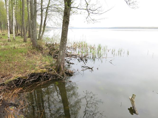 Maakond: Jõgevamaa Veekogu nimi: Kaiavere järv Pildistamise aeg: 8. mai 2014 Pildistaja: H. Timm Pildistamise koht: teadmata Asimuut: