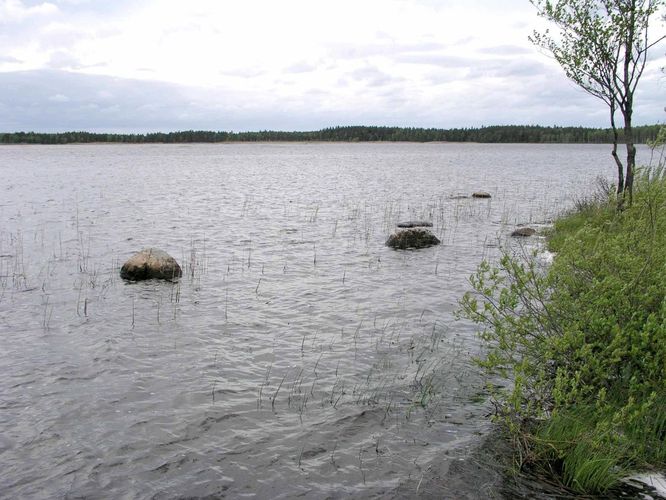 Maakond: Pärnumaa Veekogu nimi: Kaisma järv Pildistamise aeg: 19. mai 2004 Pildistaja: H. Timm Pildistamise koht: teadmata Asimuut: