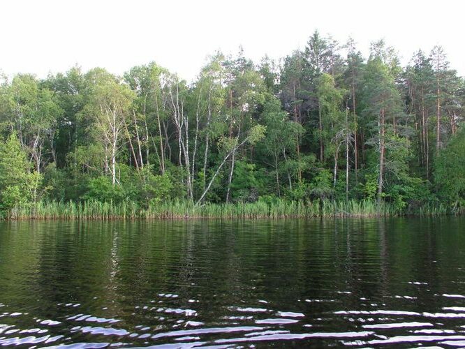 Maakond: Pärnumaa Veekogu nimi: Kaisma järv Pildistamise aeg: 21. juuli 2004 Pildistaja: H. Timm Pildistamise koht: järvelt Asimuut: