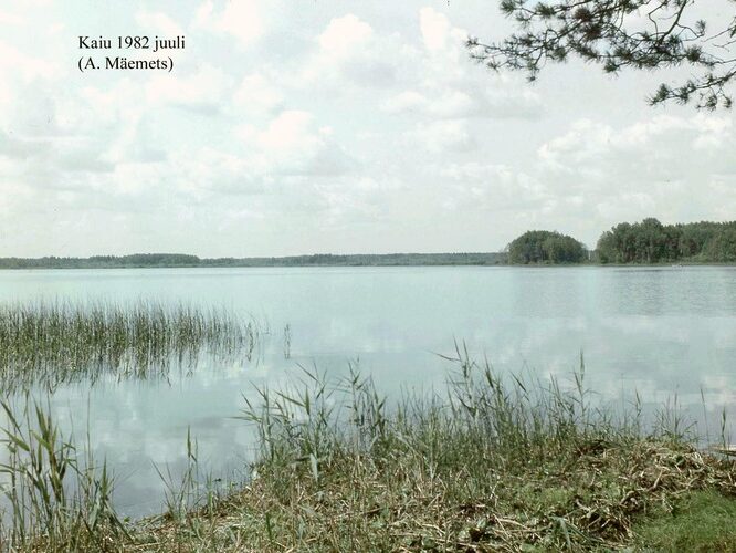 Maakond: Jõgevamaa Veekogu nimi: Kaiu järv Pildistamise aeg: juuli 1982 Pildistaja: A. Mäemets Pildistamise koht: teadmata Asimuut: