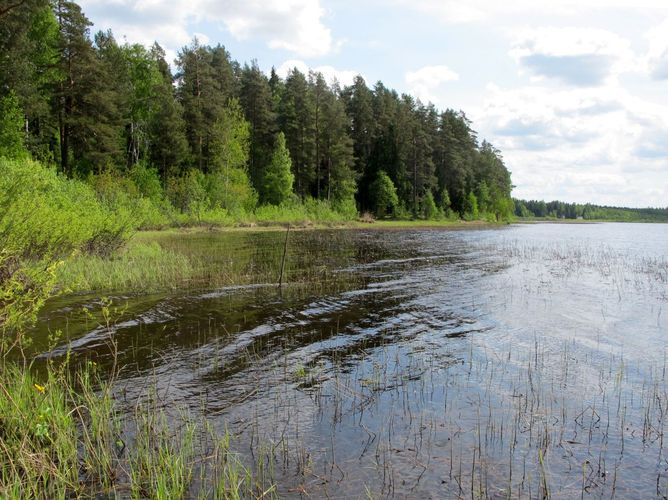 Maakond: Jõgevamaa Veekogu nimi: Kaiu järv Pildistamise aeg: 20. mai 2011 Pildistaja: H. Timm Pildistamise koht: teadmata Asimuut: