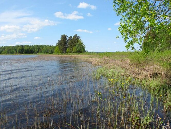 Maakond: Jõgevamaa Veekogu nimi: Kaiu järv Pildistamise aeg: 20. mai 2011 Pildistaja: H. Timm Pildistamise koht: teadmata Asimuut: