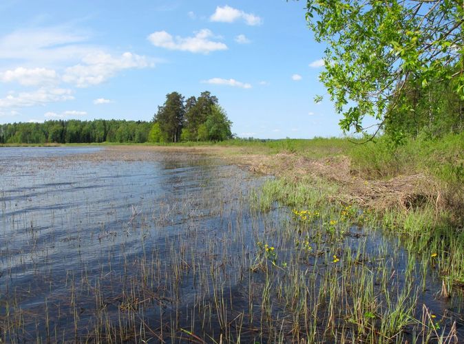 Maakond: Jõgevamaa Veekogu nimi: Kaiu järv Pildistamise aeg: 20. mai 2011 Pildistaja: H. Timm Pildistamise koht: teadmata Asimuut: