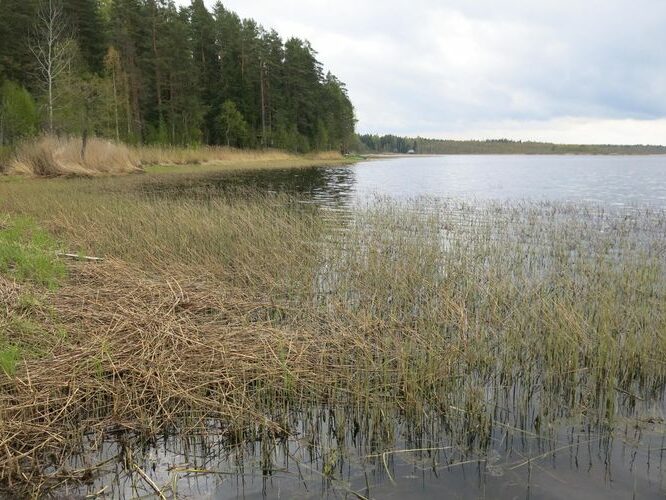 Maakond: Jõgevamaa Veekogu nimi: Kaiu järv Pildistamise aeg: 8. mai 2014 Pildistaja: H. Timm Pildistamise koht: teadmata Asimuut: