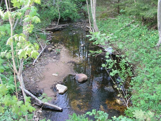 Maakond: Saaremaa Veekogu nimi: Kaljaoja Pildistamise aeg: 26. mai 2005 Pildistaja: H. Timm Pildistamise koht: teadmata Asimuut: