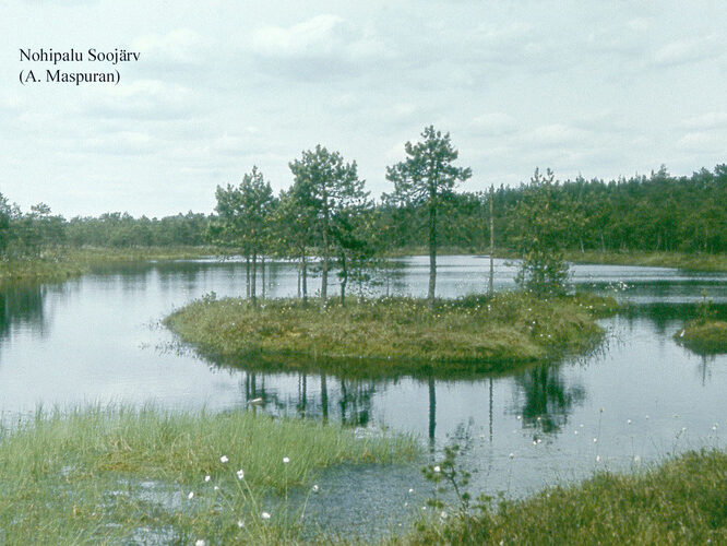 Maakond: Põlvamaa Veekogu nimi: Kamarusjärv Pildistamise aeg: teadmata Pildistaja: A. Maspuran Pildistamise koht: teadmata Asimuut: