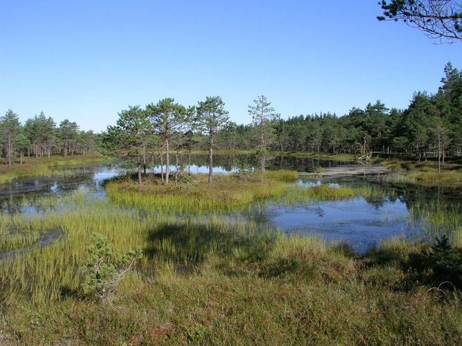 Maakond: Põlvamaa Veekogu nimi: Kamarusjärv Pildistamise aeg: august 2009 Pildistaja: H. Timm Pildistamise koht: teadmata Asimuut: