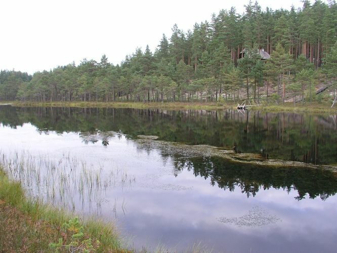 Maakond: Põlvamaa Veekogu nimi: Kamarusjärv Pildistamise aeg: august 2009 Pildistaja: H. Timm Pildistamise koht: teadmata Asimuut: