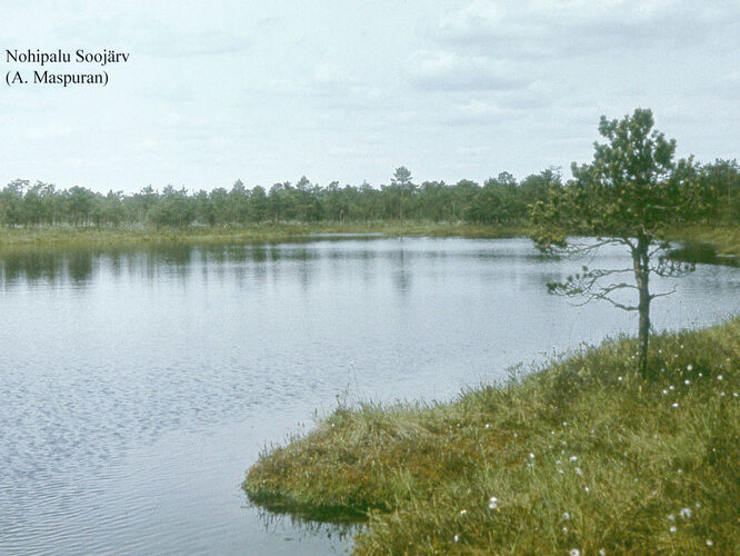 Maakond: Põlvamaa Veekogu nimi: Kamarusjärv Pildistamise aeg: teadmata Pildistaja: A. Maspuran Pildistamise koht: teadmata Asimuut: