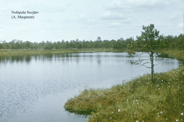 Maakond: Põlvamaa Veekogu nimi: Kamarusjärv Pildistamise aeg: teadmata Pildistaja: A. Maspuran Pildistamise koht: teadmata Asimuut: