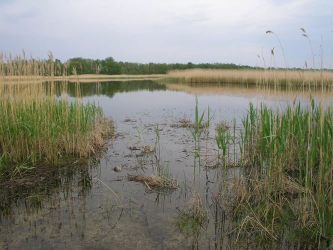 Maakond: Pärnumaa Veekogu nimi: Käomardi laht Pildistamise aeg: 5. juuni 2003 Pildistaja: H. Timm Pildistamise koht: teadmata Asimuut: