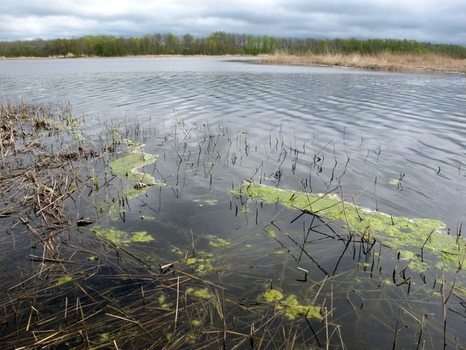 Maakond: Pärnumaa Veekogu nimi: Käomardi laht Pildistamise aeg: 17. mai 2011 Pildistaja: H. Timm Pildistamise koht: teadmata Asimuut: