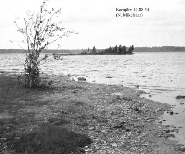 Maakond: Saaremaa Veekogu nimi: Karujärv Pildistamise aeg: 14. august 1954 Pildistaja: N. Mikelsaar Pildistamise koht: teadmata Asimuut: