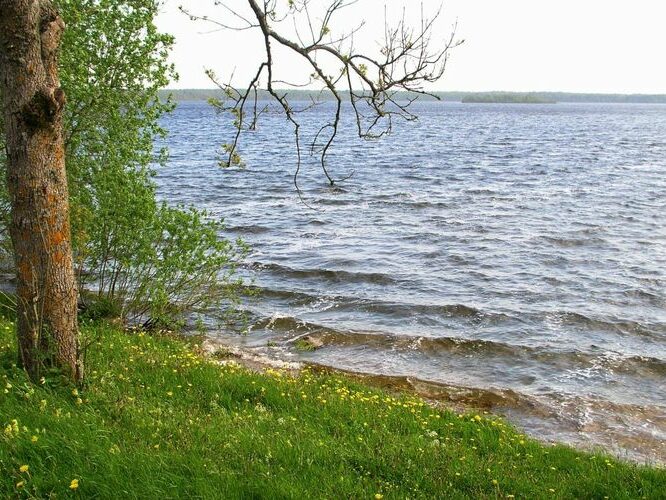 Maakond: Saaremaa Veekogu nimi: Karujärv Pildistamise aeg: 26. mai 2005 Pildistaja: H. Timm Pildistamise koht: teadmata Asimuut: