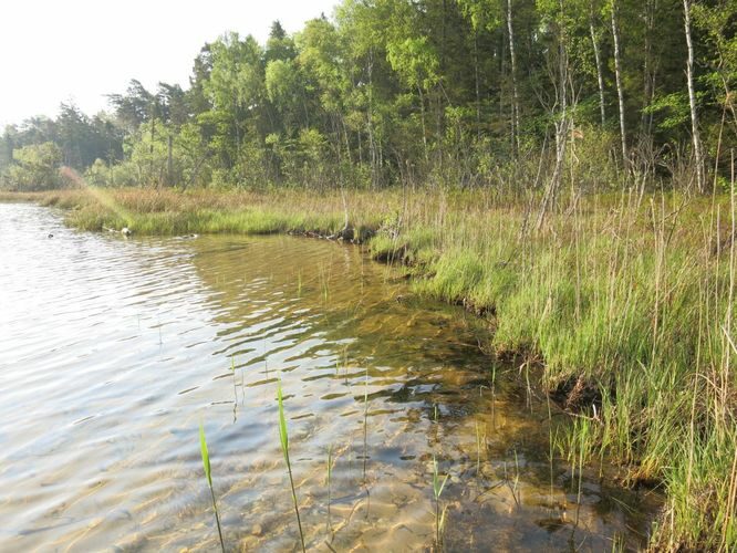 Maakond: Saaremaa Veekogu nimi: Karujärv Pildistamise aeg: 23. mai 2014 Pildistaja: H. Timm Pildistamise koht: teadmata Asimuut: