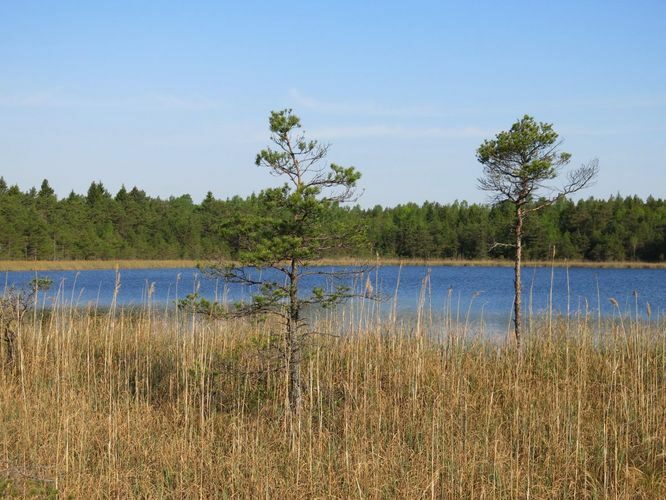 Maakond: Saaremaa Veekogu nimi: Karujärve Mädajärv Pildistamise aeg: 23. mai 2014 Pildistaja: H. Timm Pildistamise koht: teadmata Asimuut: