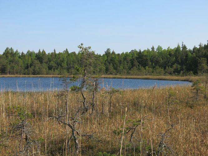 Maakond: Saaremaa Veekogu nimi: Karujärve Mädajärv Pildistamise aeg: 23. mai 2014 Pildistaja: H. Timm Pildistamise koht: teadmata Asimuut: