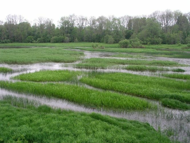 Maakond: Läänemaa Veekogu nimi: Kasari jõgi Pildistamise aeg: 4. juuni 2005 Pildistaja: H. Timm Pildistamise koht: teadmata Asimuut: