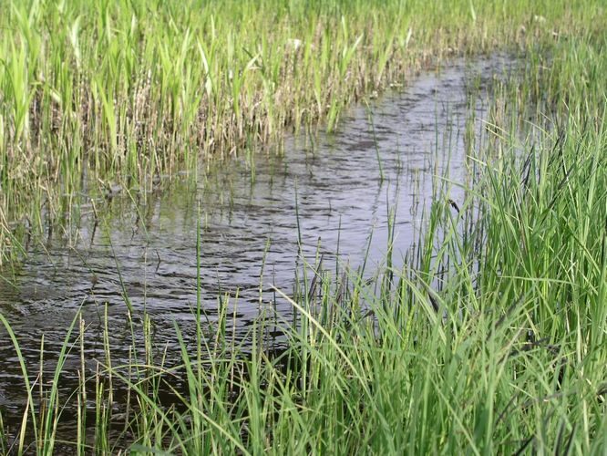 Maakond: Läänemaa Veekogu nimi: Kasari jõgi Pildistamise aeg: 16. mai 2009 Pildistaja: H. Timm Pildistamise koht: alamjooks Asimuut: