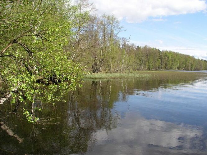 Maakond: Lääne-Virumaa Veekogu nimi: Käsmu järv Pildistamise aeg: 13. mai 2009 Pildistaja: H. Timm Pildistamise koht: teadmata Asimuut: