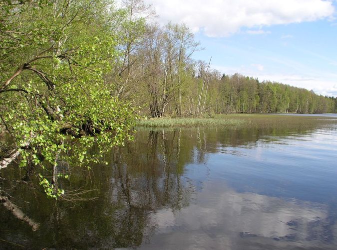 Maakond: Lääne-Virumaa Veekogu nimi: Käsmu järv Pildistamise aeg: 13. mai 2009 Pildistaja: H. Timm Pildistamise koht: teadmata Asimuut: