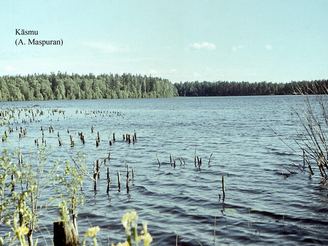 Maakond: Lääne-Virumaa Veekogu nimi: Käsmu järv Pildistamise aeg: teadmata Pildistaja: A. Maspuran Pildistamise koht: teadmata Asimuut: