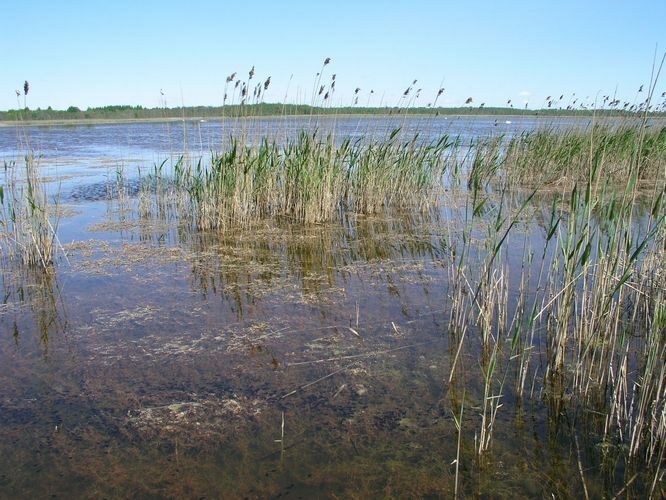 Maakond: Läänemaa Veekogu nimi: Kasselaht Pildistamise aeg: 25. mai 2008 Pildistaja: H. Timm Pildistamise koht: teadmata Asimuut: