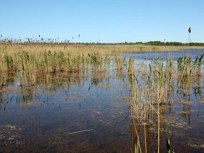 Maakond: Läänemaa Veekogu nimi: Kasselaht Pildistamise aeg: 25. mai 2008 Pildistaja: H. Timm Pildistamise koht: teadmata Asimuut: