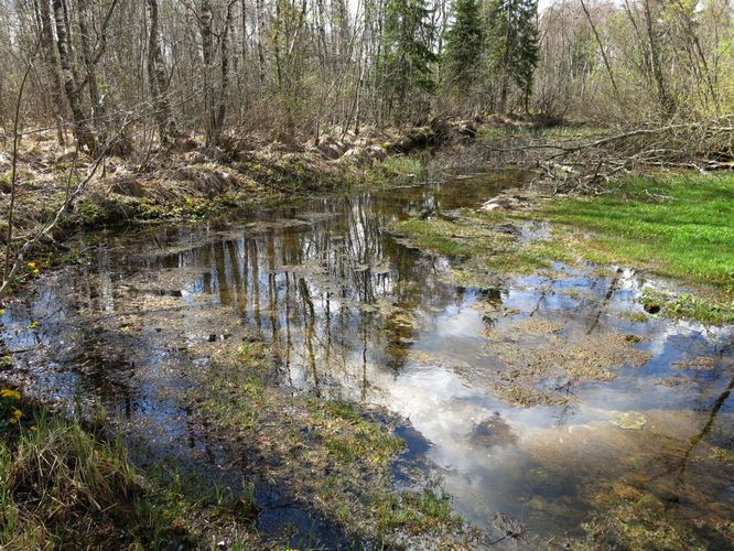 Maakond: Järvamaa Veekogu nimi: Kiigumõisa allikas Pildistamise aeg: 2. mai 2014 Pildistaja: H. Timm Pildistamise koht: teadmata Asimuut: