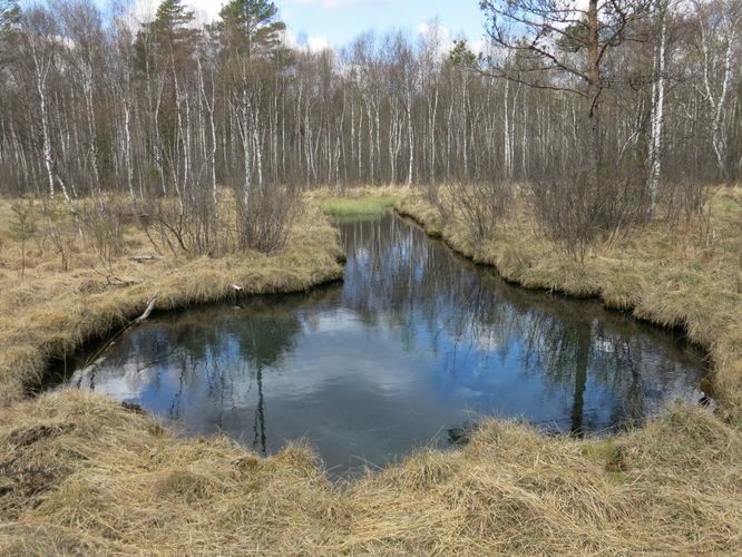 Maakond: Järvamaa Veekogu nimi: Kiigumõisa allikas Pildistamise aeg: 2. mai 2014 Pildistaja: H. Timm Pildistamise koht: teadmata Asimuut: