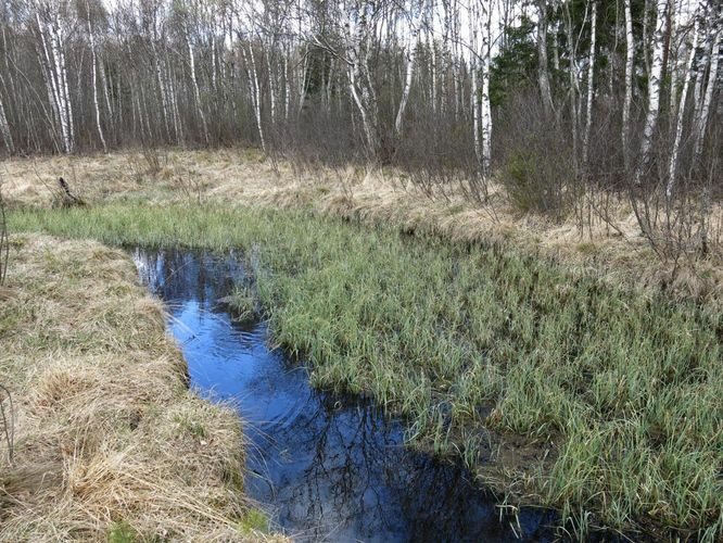 Maakond: Järvamaa Veekogu nimi: Kiigumõisa allikas Pildistamise aeg: 2. mai 2014 Pildistaja: H. Timm Pildistamise koht: teadmata Asimuut: