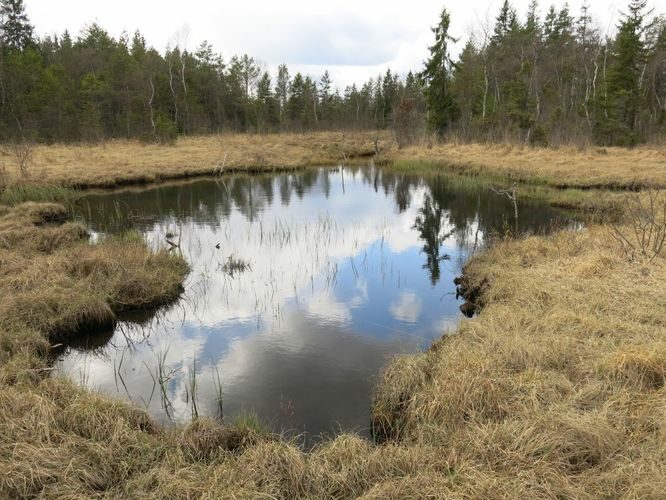 Maakond: Järvamaa Veekogu nimi: Kiigumõisa allikas Pildistamise aeg: 2. mai 2014 Pildistaja: H. Timm Pildistamise koht: teadmata Asimuut: