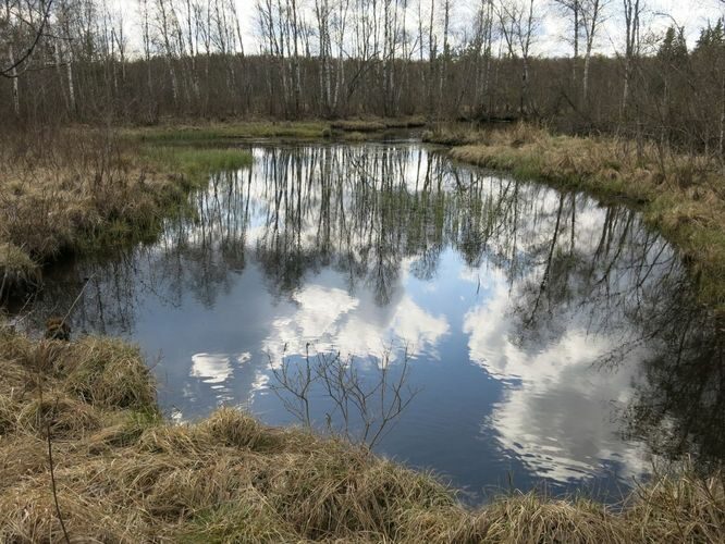 Maakond: Järvamaa Veekogu nimi: Kiigumõisa allikas Pildistamise aeg: 2. mai 2014 Pildistaja: H. Timm Pildistamise koht: teadmata Asimuut: