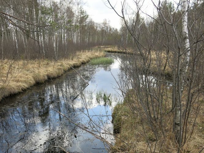 Maakond: Järvamaa Veekogu nimi: Kiigumõisa allikas Pildistamise aeg: 2. mai 2014 Pildistaja: H. Timm Pildistamise koht: teadmata Asimuut: