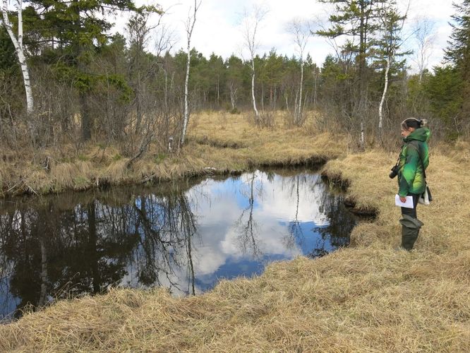 Maakond: Järvamaa Veekogu nimi: Kiigumõisa allikas Pildistamise aeg: 2. mai 2014 Pildistaja: H. Timm Pildistamise koht: teadmata Asimuut: