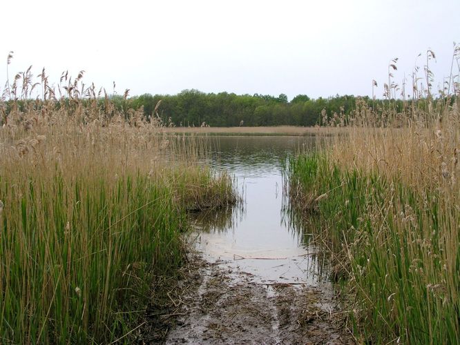 Maakond: Pärnumaa Veekogu nimi: Kiisalaht Pildistamise aeg: 5. juuni 2003 Pildistaja: H. Timm Pildistamise koht: teadmata Asimuut: