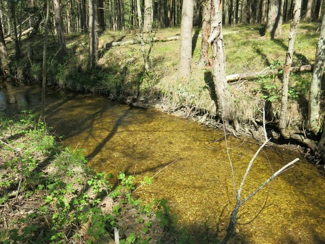 Maakond: Saaremaa Veekogu nimi: Kiljatu järve väljavool Pildistamise aeg: 22. mai 2014 Pildistaja: H. Timm Pildistamise koht: teadmata Asimuut: