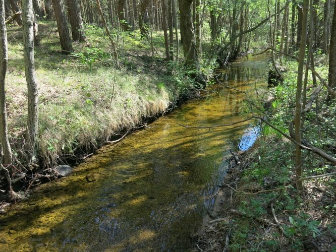 Maakond: Saaremaa Veekogu nimi: Kiljatu järve väljavool Pildistamise aeg: 22. mai 2014 Pildistaja: H. Timm Pildistamise koht: teadmata Asimuut: