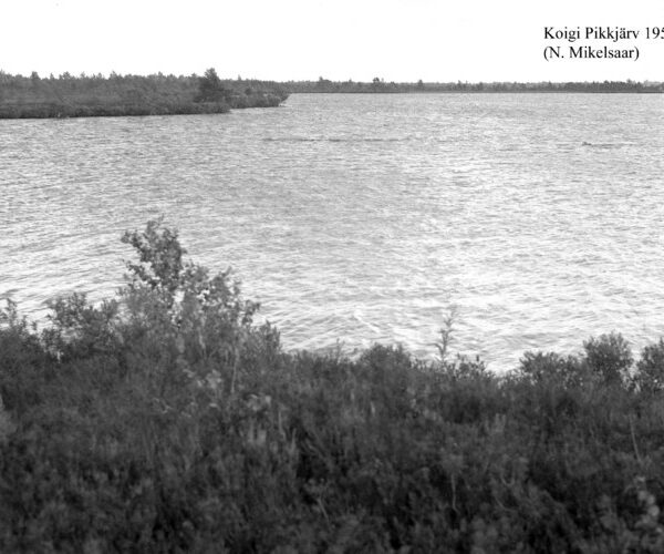 Maakond: Saaremaa Veekogu nimi: Koigi Pikkjärv Pildistamise aeg: juuli 1956 Pildistaja: N. Mikelsaar Pildistamise koht: teadmata Asimuut: