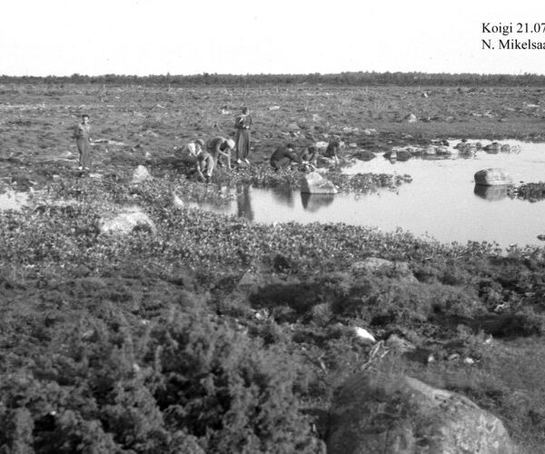 Maakond: Saaremaa Veekogu nimi: Koigi järv Pildistamise aeg: 21. juuli 1956 Pildistaja: N. Mikelsaar Pildistamise koht: teadmata Asimuut: