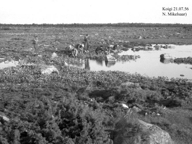 Maakond: Saaremaa Veekogu nimi: Koigi järv Pildistamise aeg: 21. juuli 1956 Pildistaja: N. Mikelsaar Pildistamise koht: teadmata Asimuut: