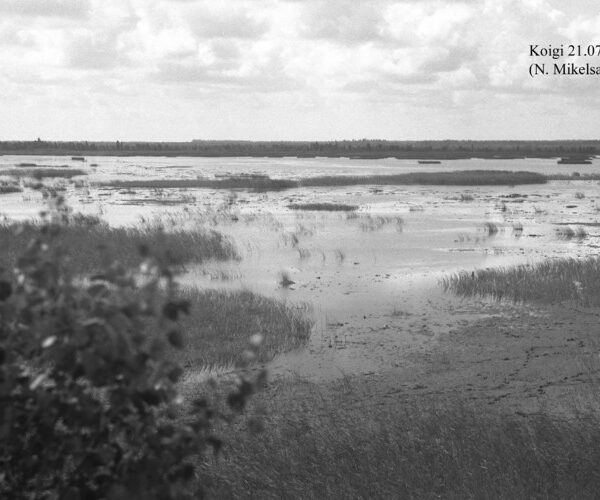 Maakond: Saaremaa Veekogu nimi: Koigi järv Pildistamise aeg: 21. juuli 1956 Pildistaja: N. Mikelsaar Pildistamise koht: teadmata Asimuut: